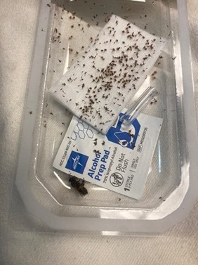 Structure of a PV Cell